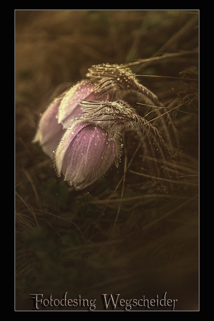 Erste Küchenschelle 2014(Pulsatilla vulgaris)