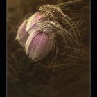 Erste Küchenschelle 2014(Pulsatilla vulgaris)