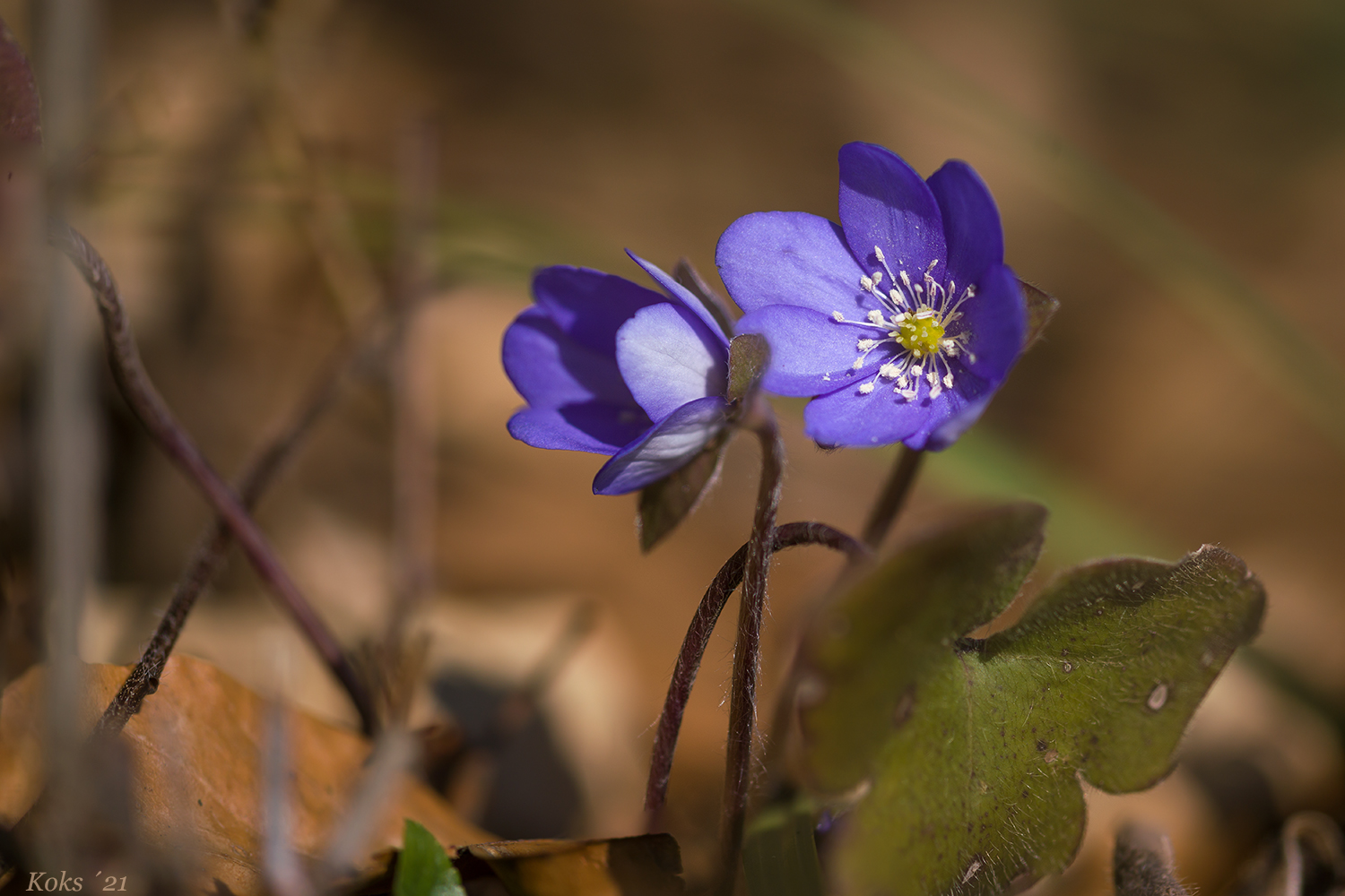 Erste Leberblümchen