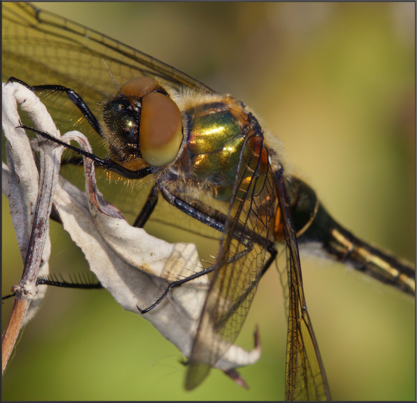 Erste Libelle 2012