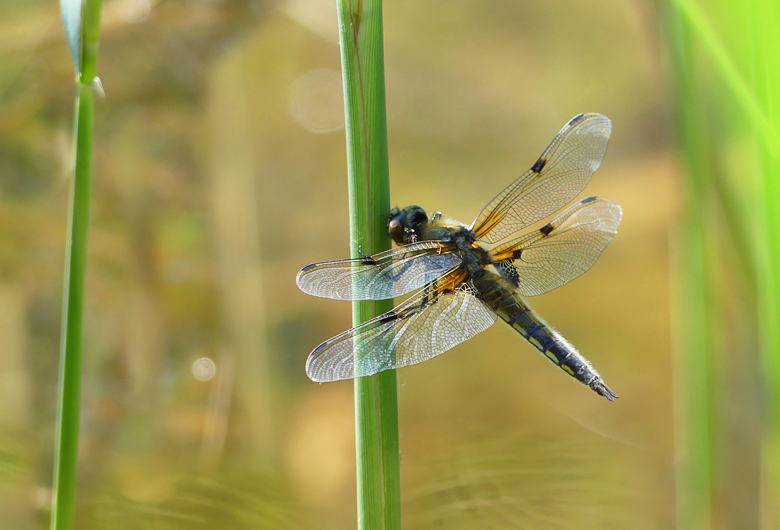 Erste Libelle