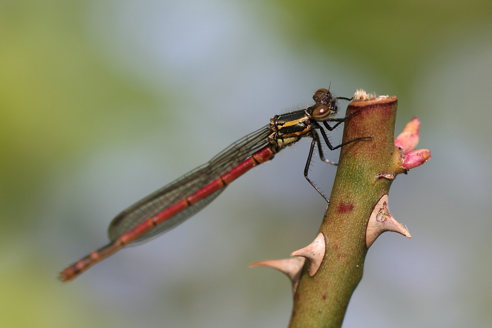 erste Libelle- Biosphärengebiet sch. Alb, Dettingen