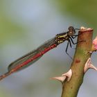 erste Libelle- Biosphärengebiet sch. Alb, Dettingen