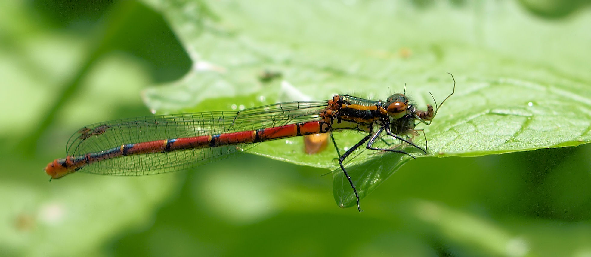 Erste Libelle dieses Jahr ;)....