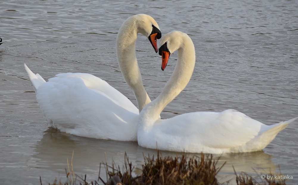 erste Liebe