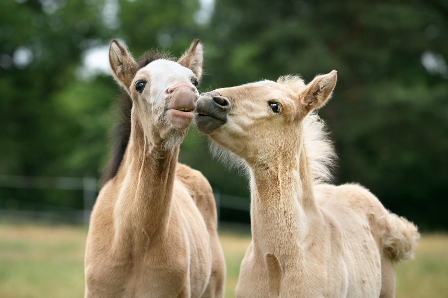 Erste Liebe