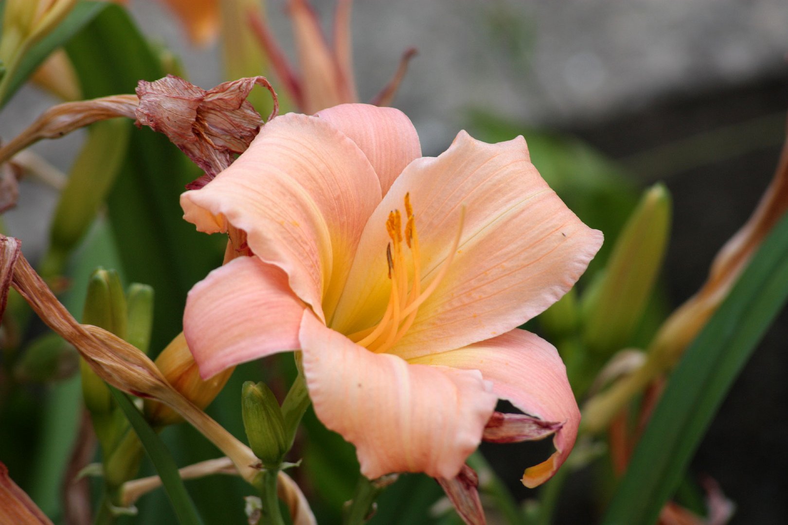 erste Lilienblüte im Vorgarten