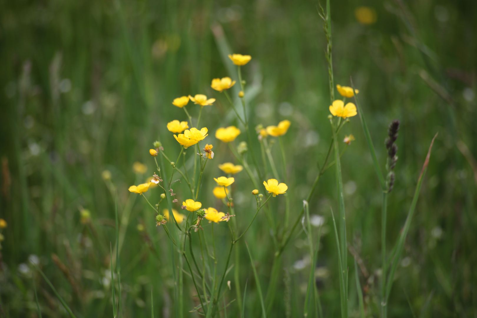 Erste Macro Versuche