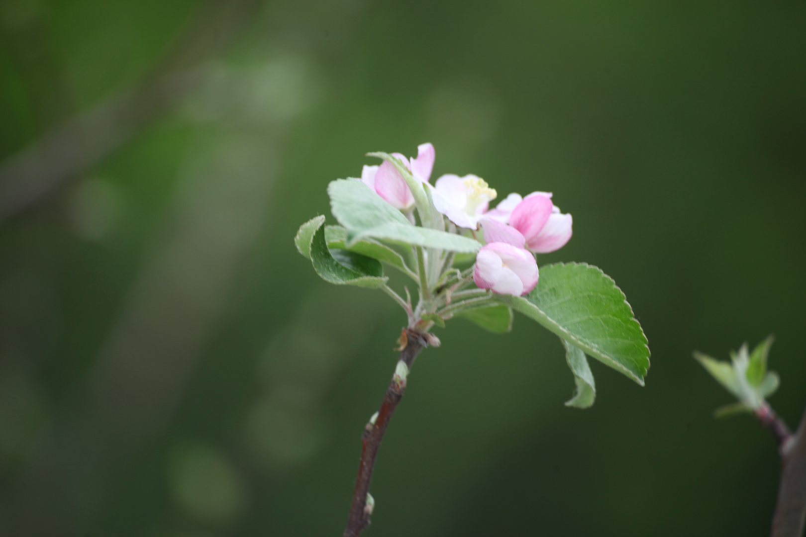 Erste Macro Versuche