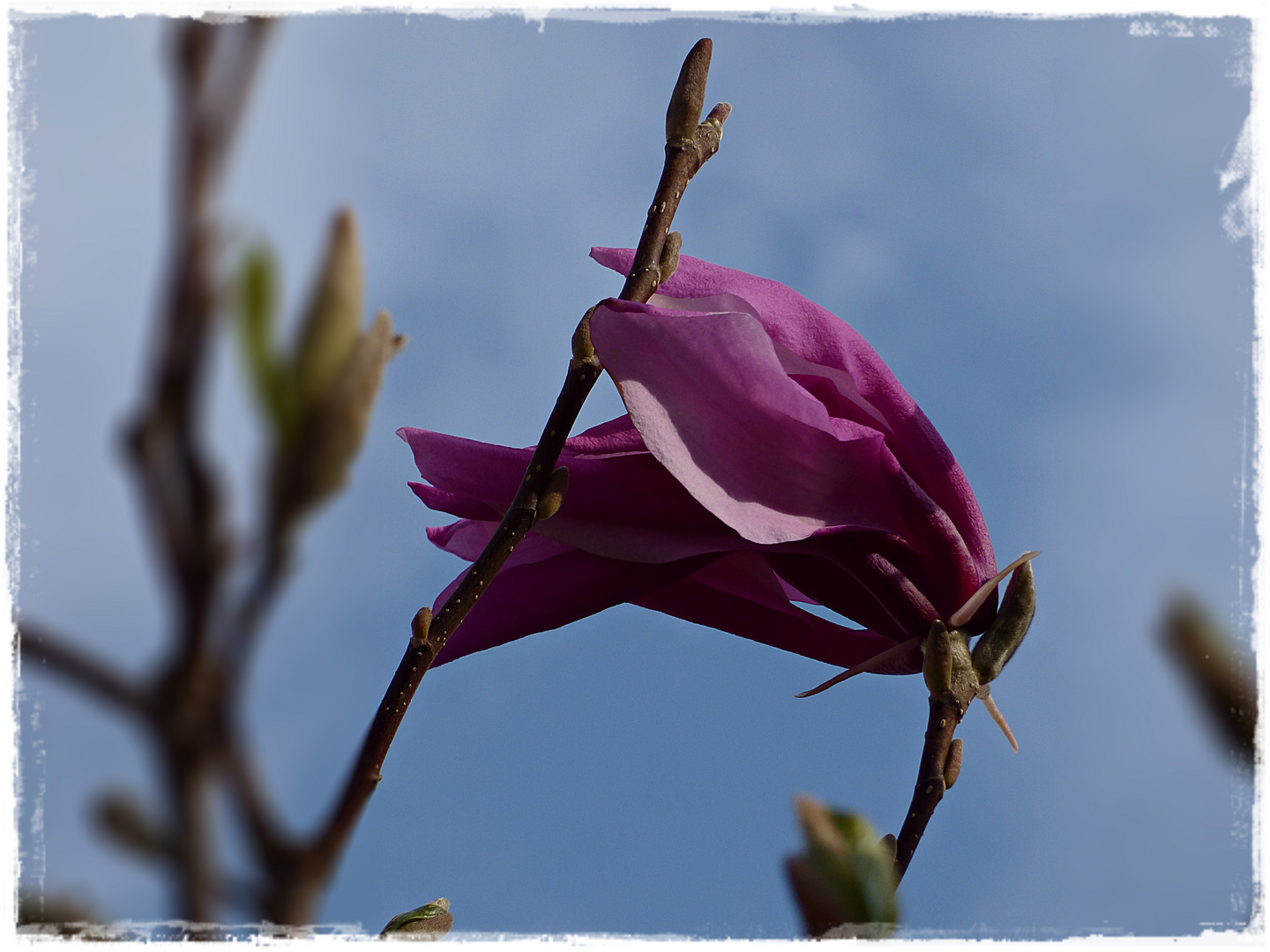 Erste Magnolienblüte in meinem Garten