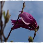 Erste Magnolienblüte in meinem Garten