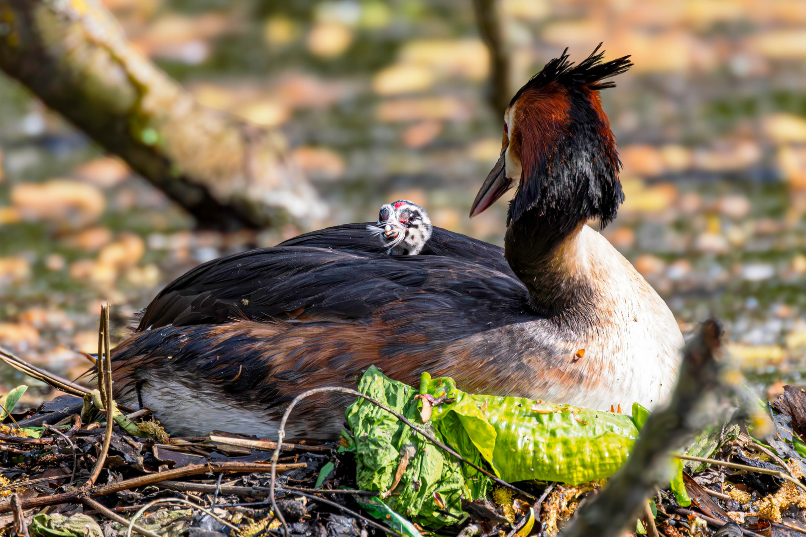 Erste „Mahlzeit“ eines Haubentaucherkükens / First "meal" of a great crested grebe's chick