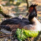 Erste „Mahlzeit“ eines Haubentaucherkükens / First "meal" of a great crested grebe's chick