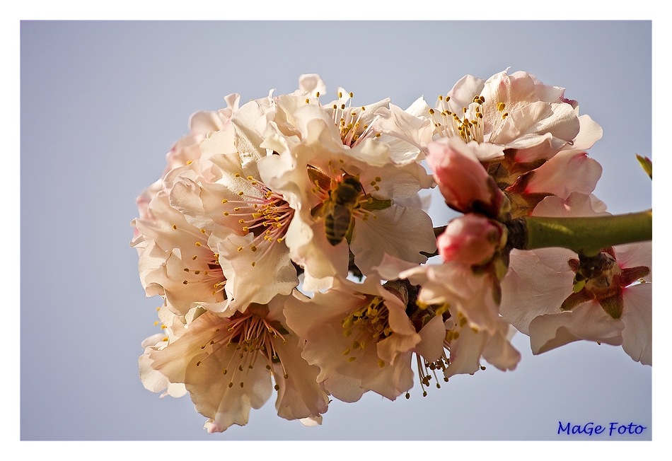 Erste Mandelblüten