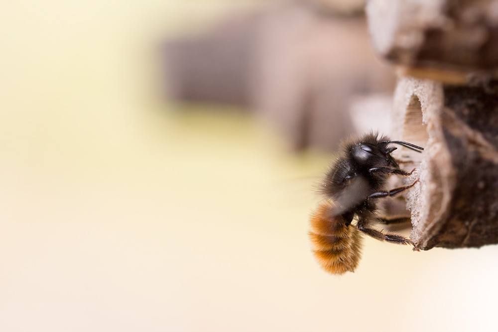 Erste Mauerbienen am Insektenhotel gesichtet!