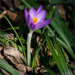 erste Mini-Krokus...