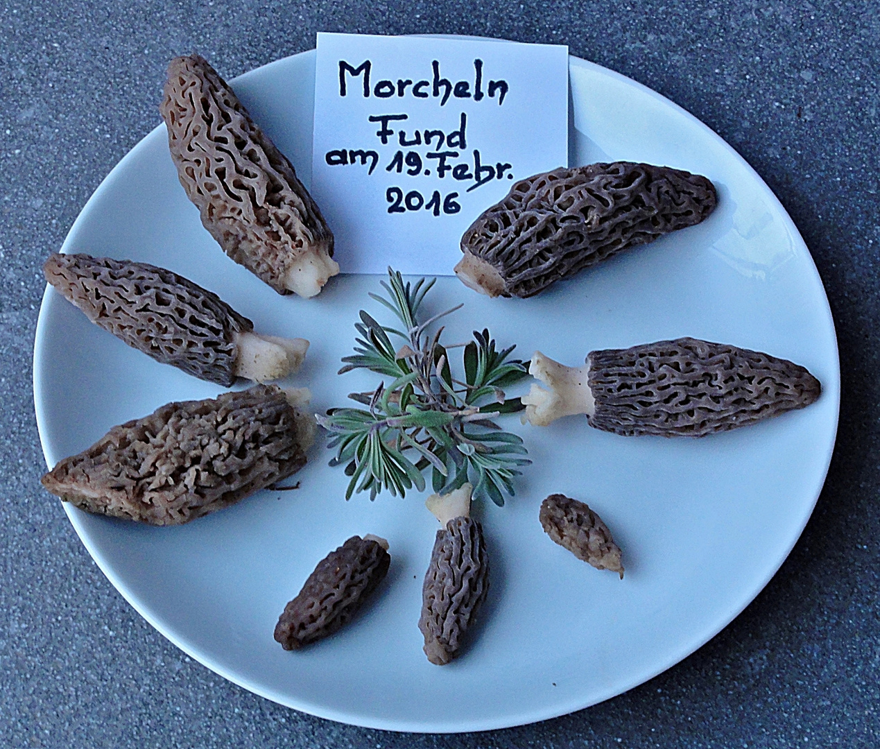 Erste Morcheln . . . . . . . morilles