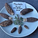 Erste Morcheln . . . . . . . morilles