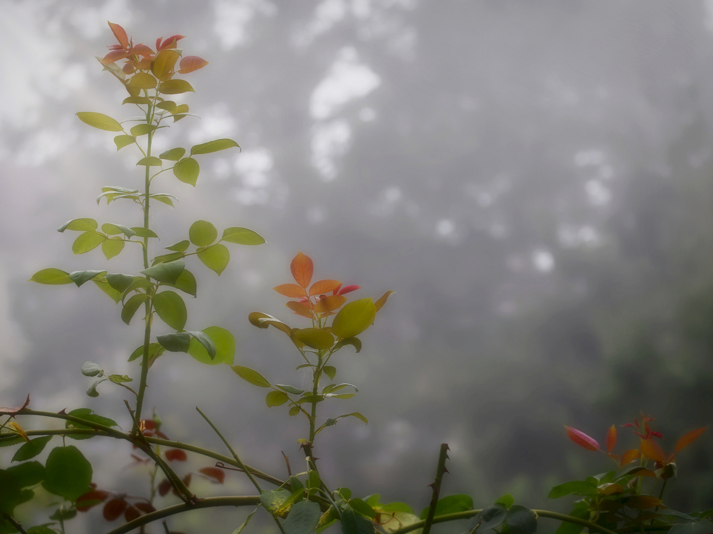 Erste Morgennebel