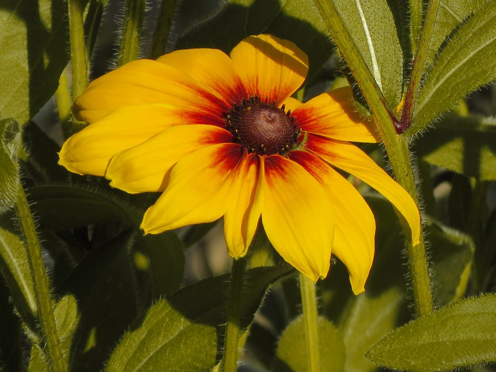 pflanzen für nachmittagssonne