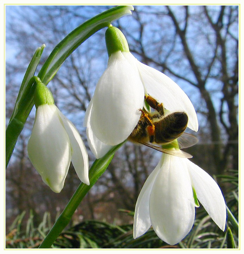 Erste Nahrung für die Bienchen