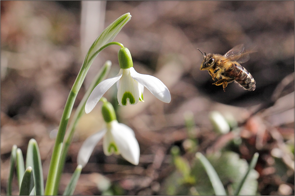 Erste Nahrung nach der langen Winterpause