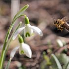 Erste Nahrung nach der langen Winterpause