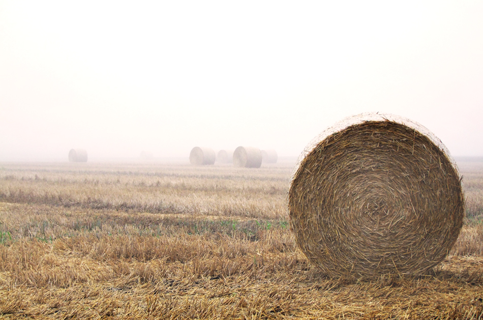 erste Nebel