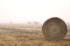 erste Nebel