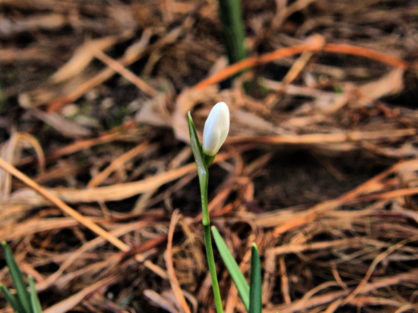 erste neue Blüte im Jahr 2012