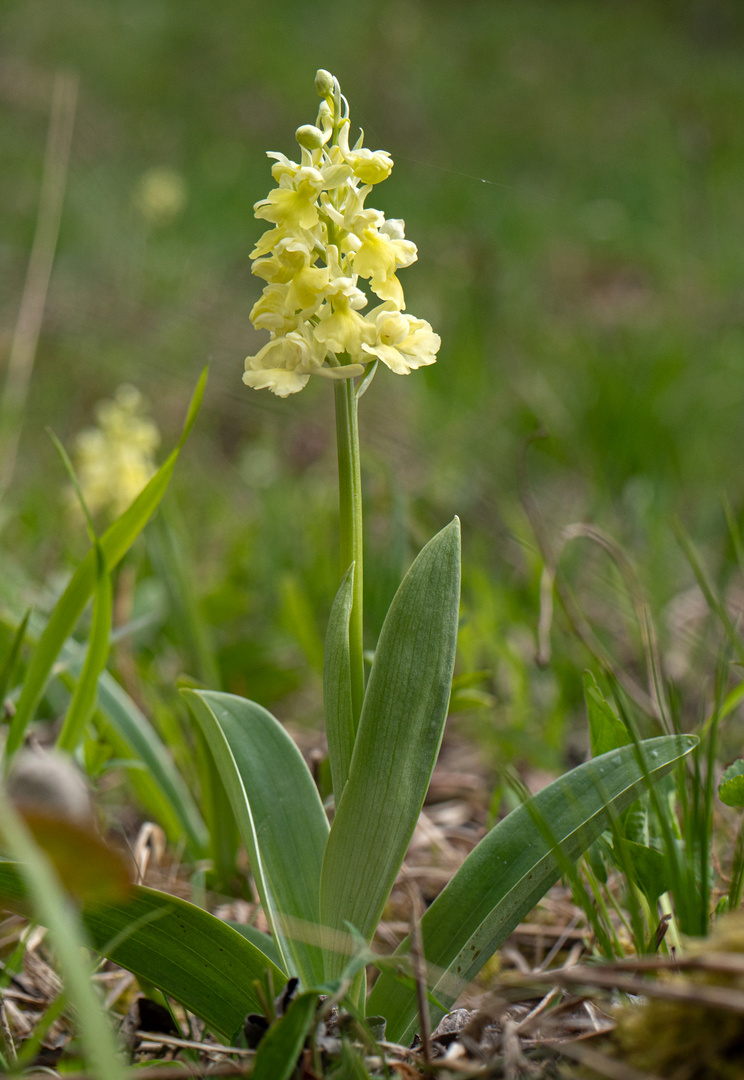 Erste Orchidee 2021