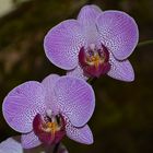 Erste Orchidee