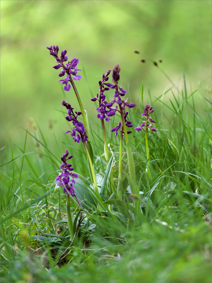 Erste Orchideen