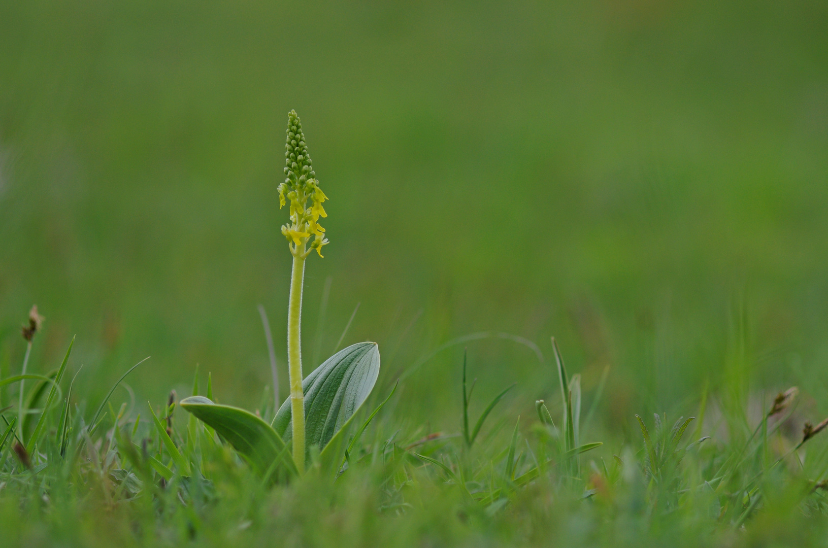 Erste Orchideen 7.5.15