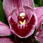 Erste Orchideen
