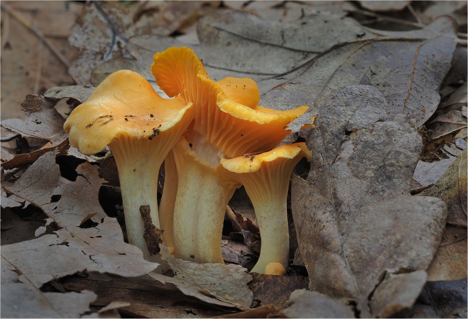 Erste Pfifferlinge..... Foto &amp; Bild | wald, makro, natur Bilder auf ...