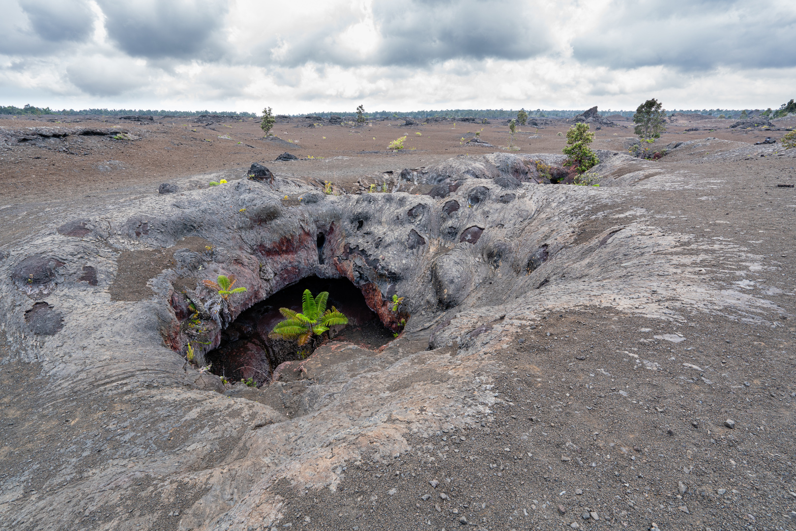 Erste Pflanzen auf der Lava (II)