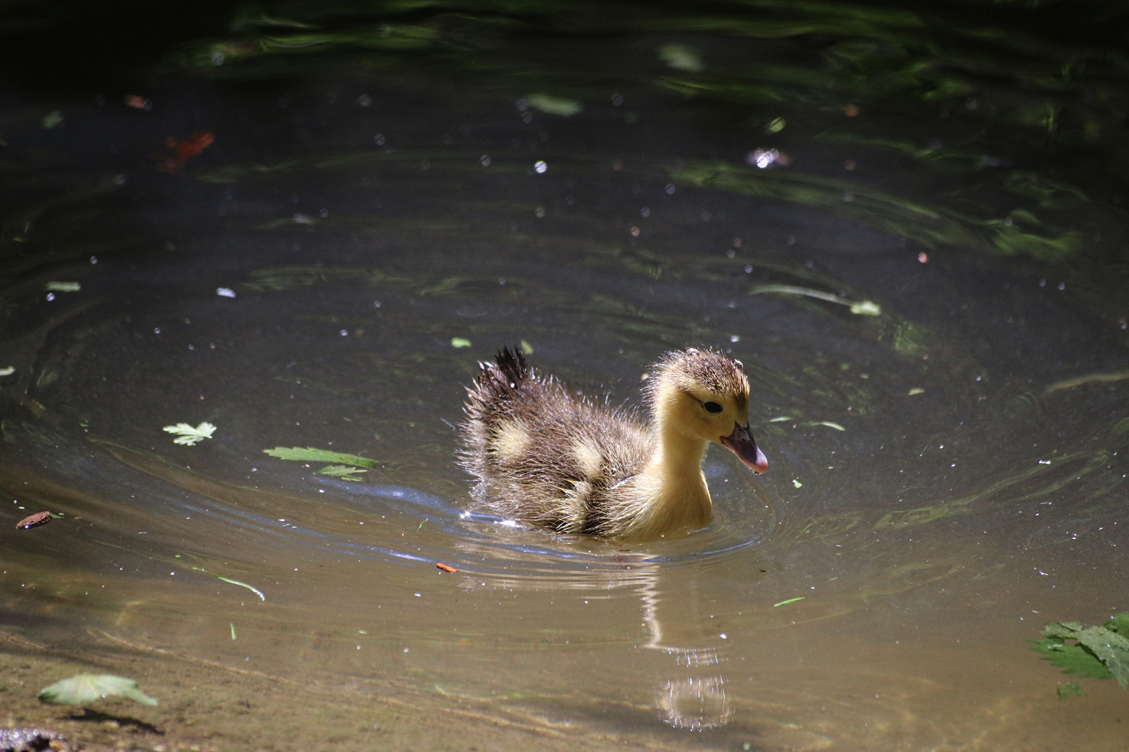 erste Plansch- und Schwimmversuche