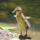 erste Plansch- und Schwimmversuche