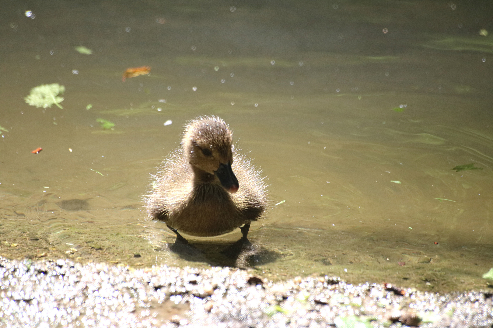 erste Plansch- und Schwimmversuche