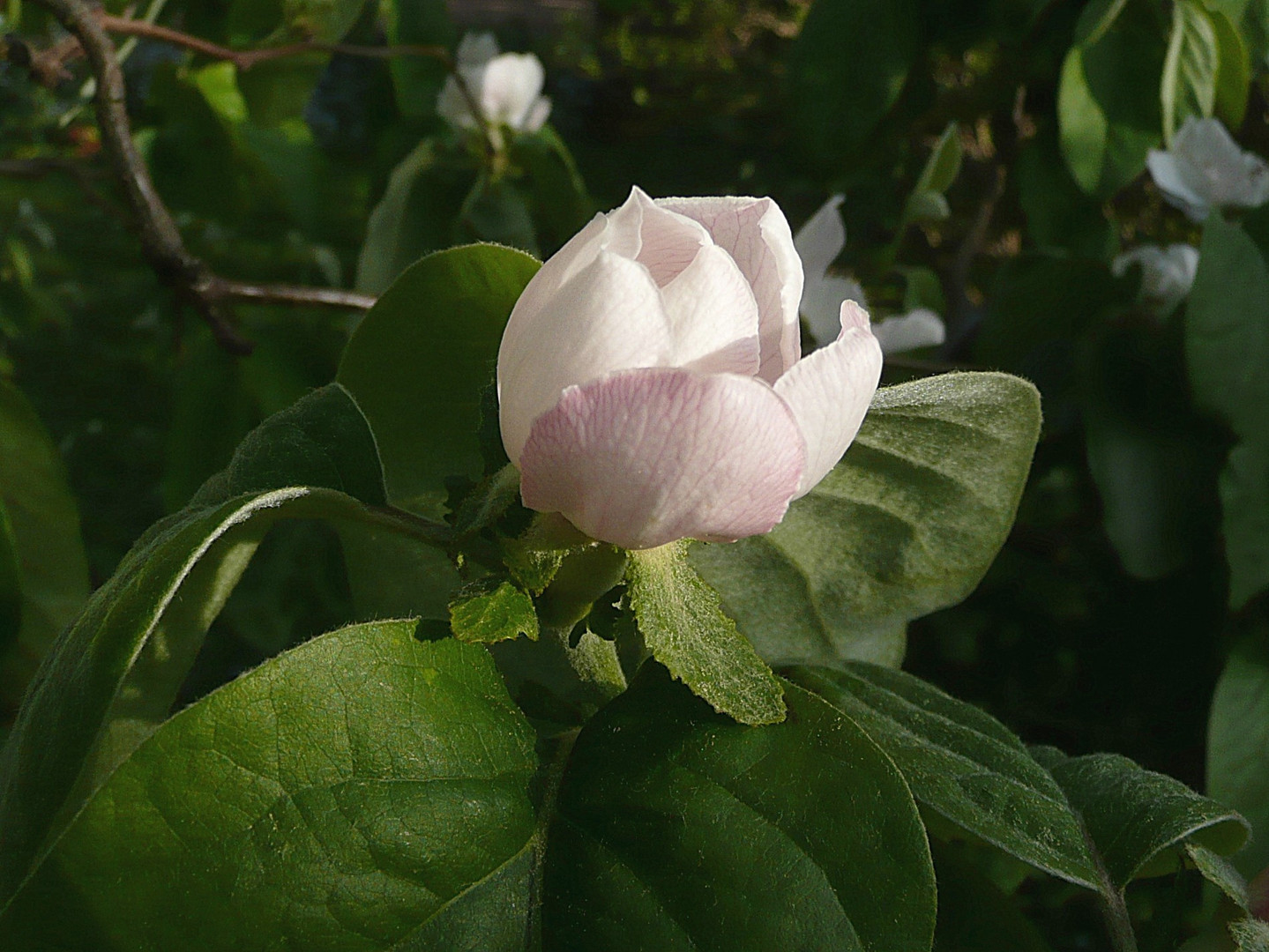 Erste Quittenblüte