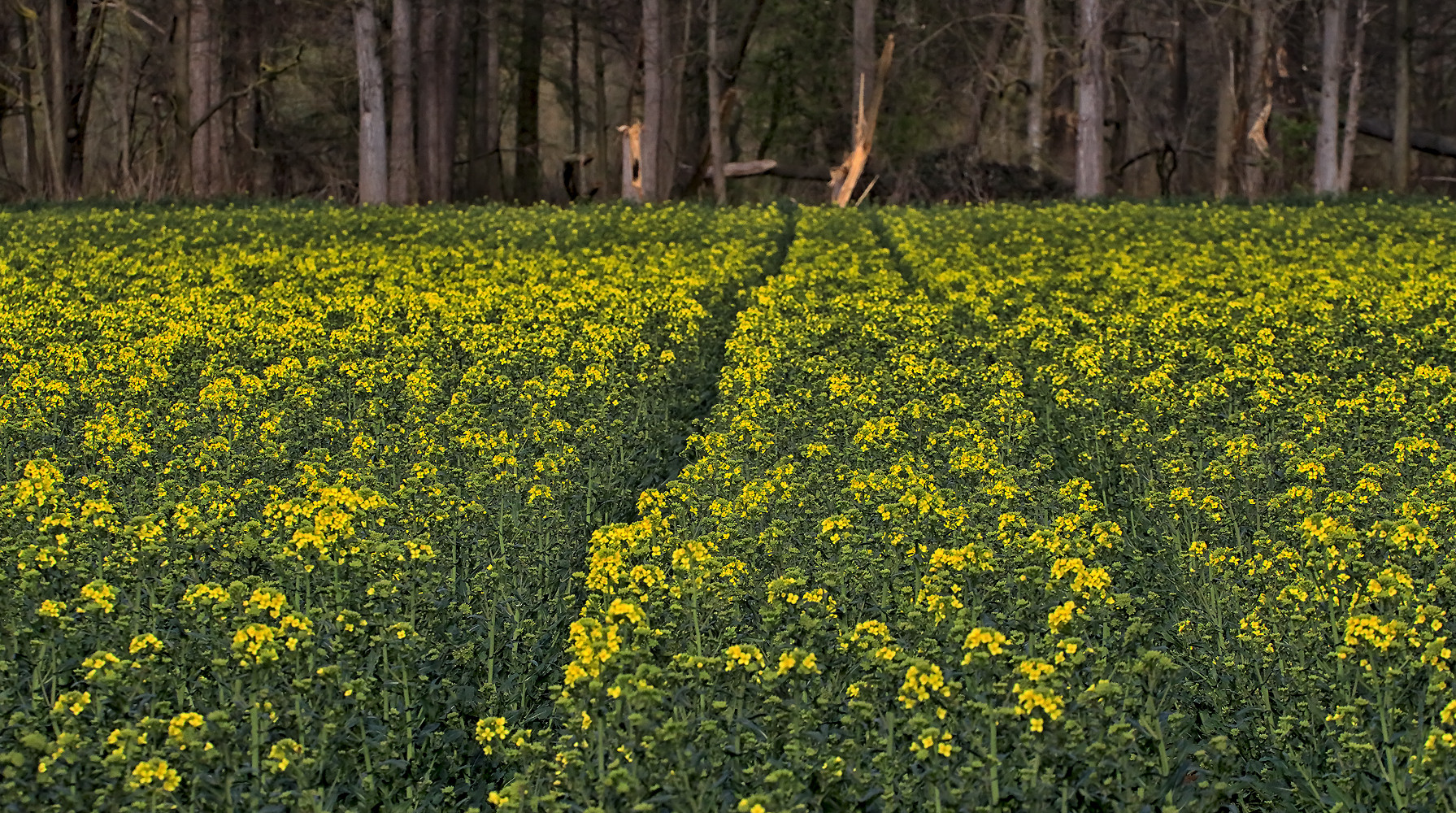 Erste Rapsblüten 