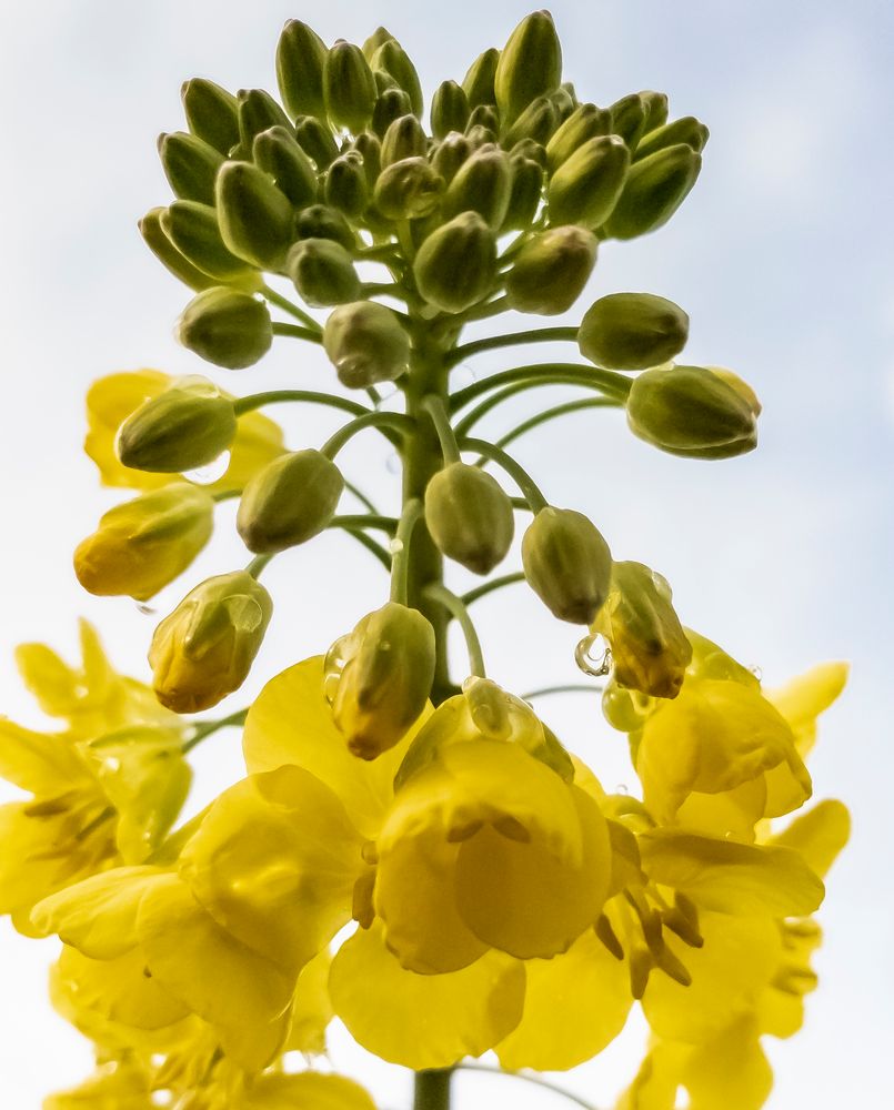 ....... erste Rapsblüten, Frühling kommt.