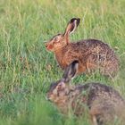 Erste Regel für Osterhasen: