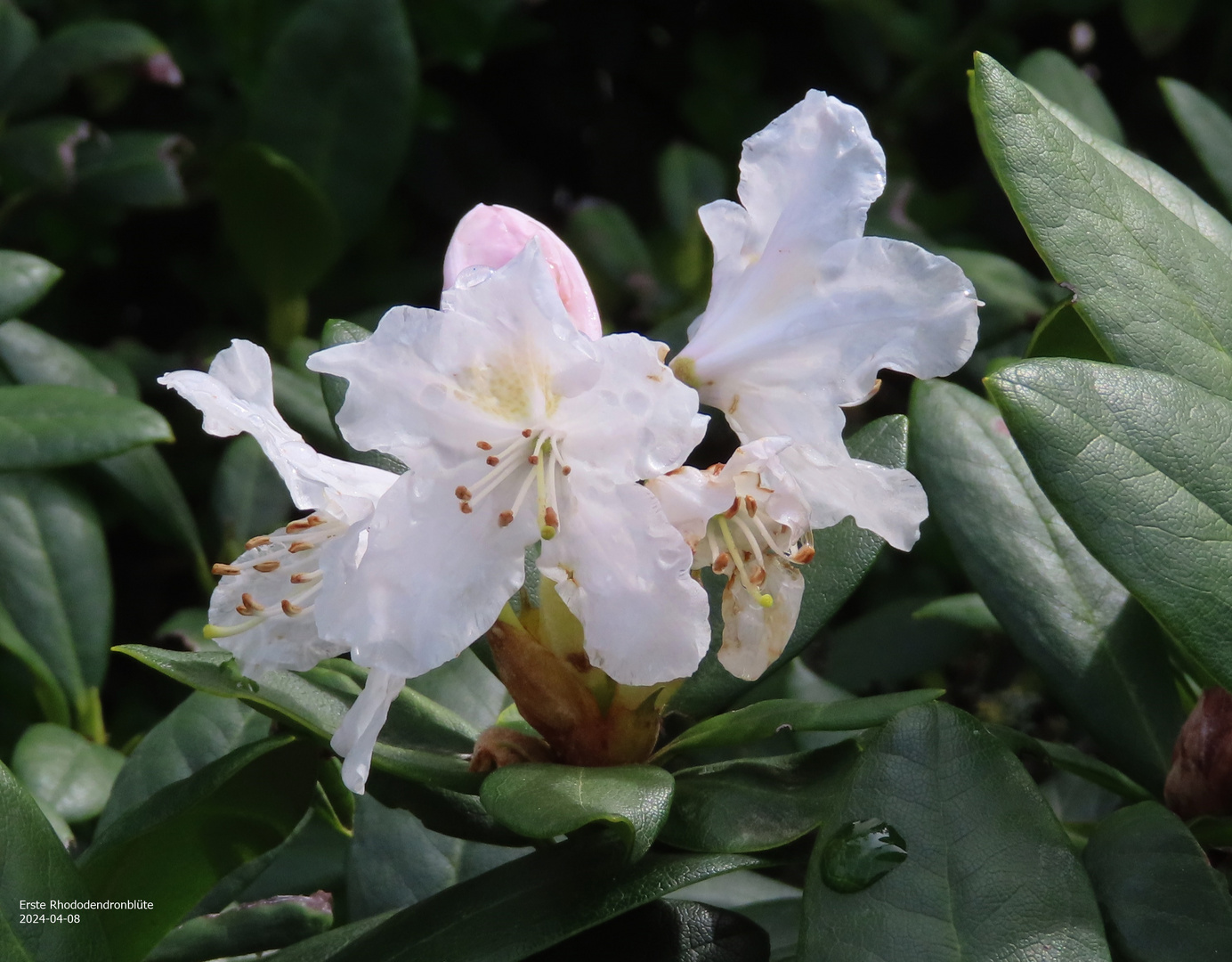 Erste Rhododendronblüte