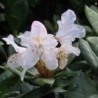 Erste Rhododendronblüte