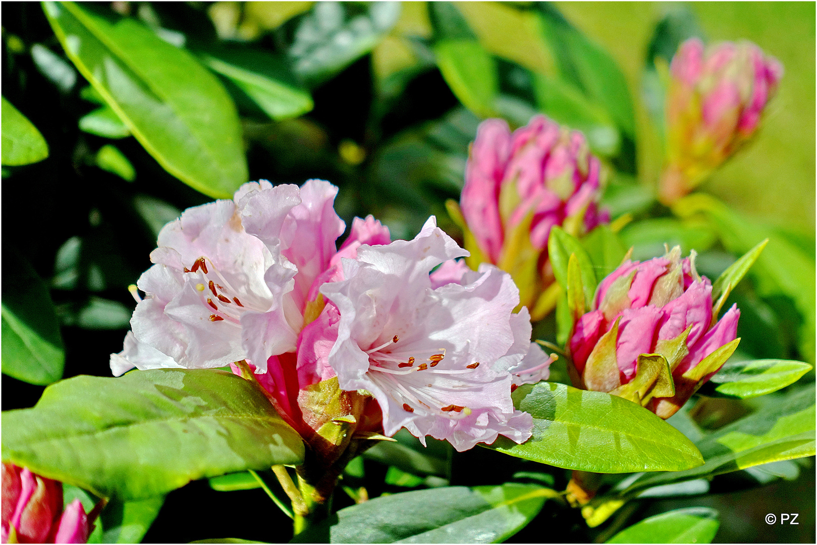 Erste Rhododendronblüten im März 2017 ...