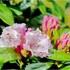 Erste Rhododendronblüten im März 2017 ...