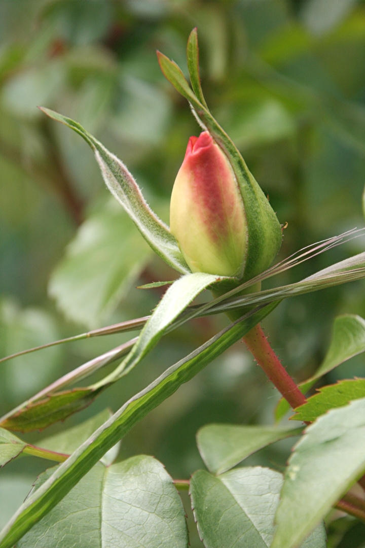 Erste Rose