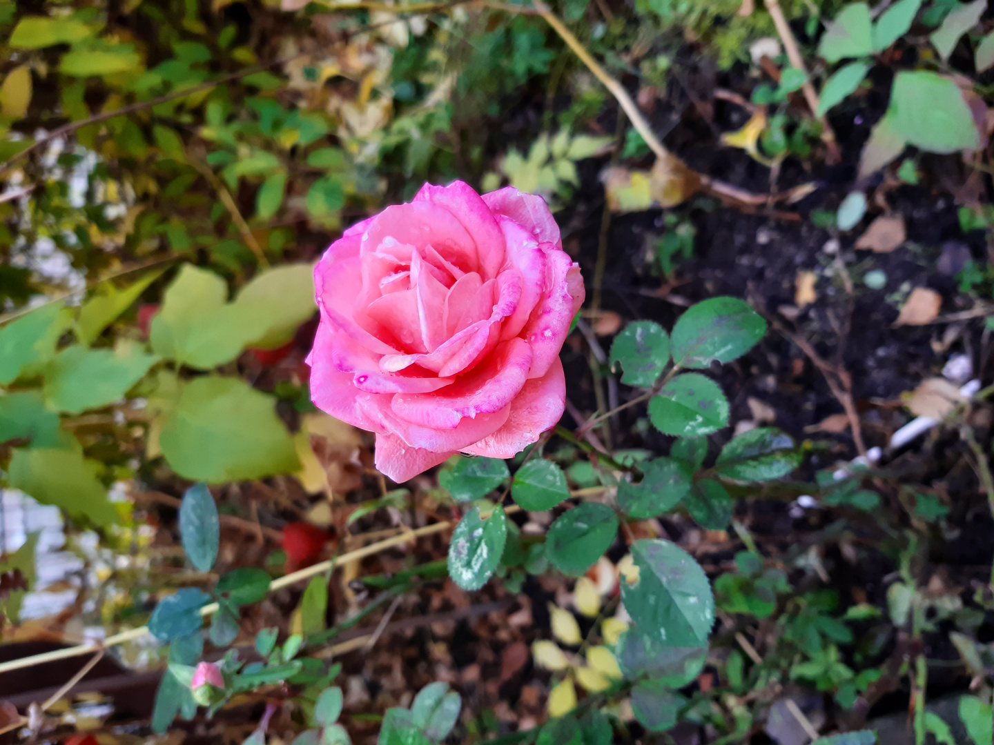 Erste Rose